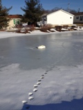 Swan stuck in the ice