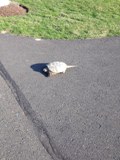 Turtle Migration from swamp to pond